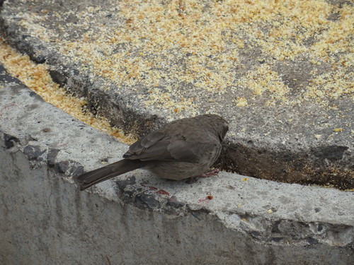Brown-rumped Seedeater (Crithagra tristriata), photo 7