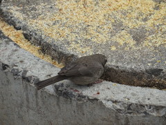 Crithagra tristriata