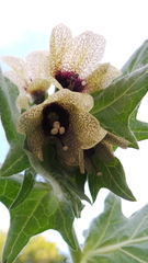 Hyoscyamus niger