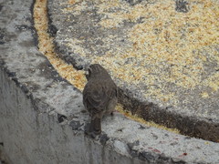 Crithagra tristriata