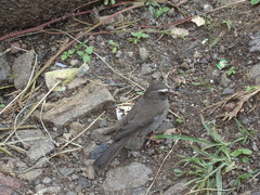 Crithagra tristriata