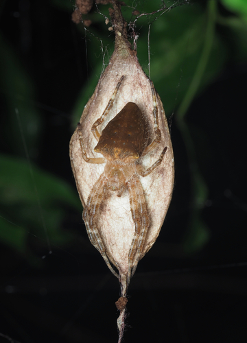 Cyrtophora trigona