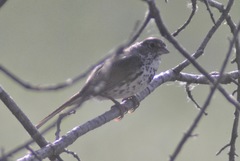 Passerella iliaca olivacea