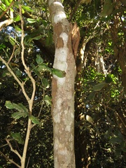 Zanthoxylum davyi