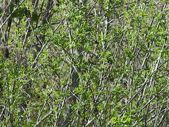 Passerella iliaca olivacea