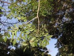 Zanthoxylum davyi