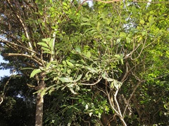 Zanthoxylum davyi