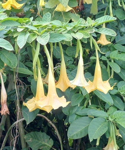 Image of Brugmansia aurea by no rights reserved