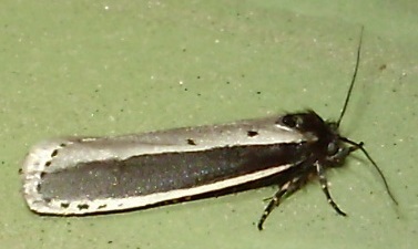Ethmia monachella