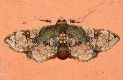 Omphisa anastomosalis