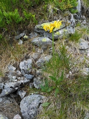 Doronicum clusii