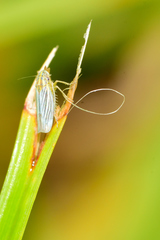 Plesiommata mollicula