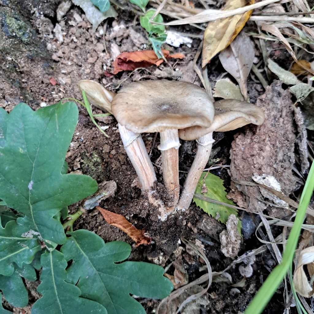 Armillaria novae-zelandiae · February 2025 · photo: © cooperj (iNaturalist, cc0)