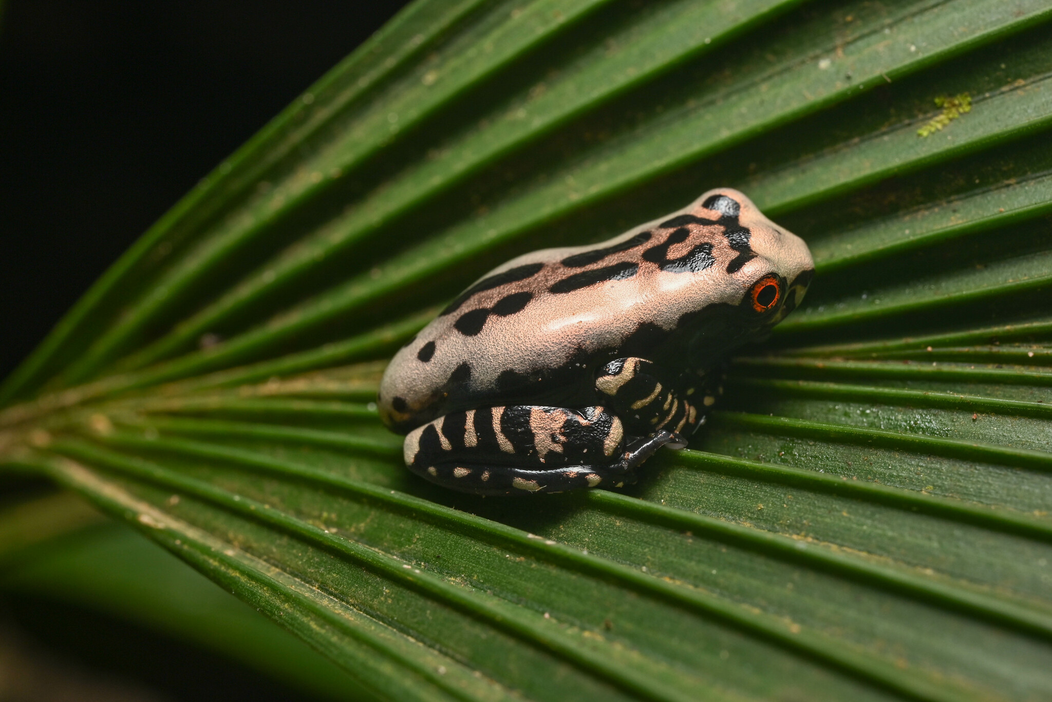 Henle's Slender-legged Treefrog, Osteocephalus mimeticus
