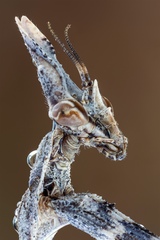 Empusa