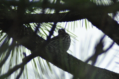 Passerella iliaca olivacea