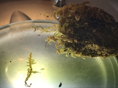 Claopodium bolanderi