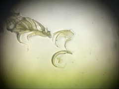 Claopodium bolanderi