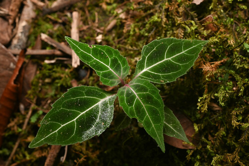 Mikania guaco, photograph 6