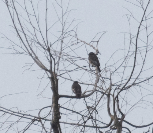 Pompadour Cotinga (Xipholena punicea), photo 3