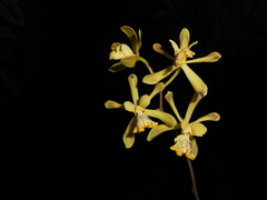 Encyclia alata