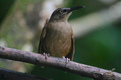 Cinclocerthia ruficauda