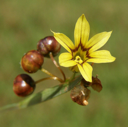 Sisyrinchium micranthum
