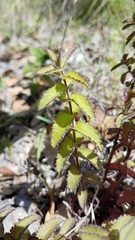 Lamourouxia rhinanthifolia