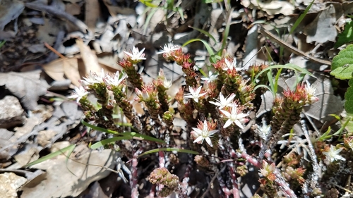 Sedum liebmannianum, photograph 6
