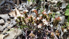 Sedum liebmannianum