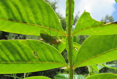 Chlorotabanus crepuscularis