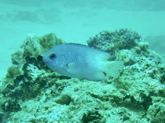 Muddy Damsel photo 2