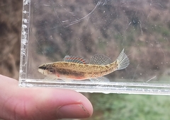 Coldwater Darter photo 5