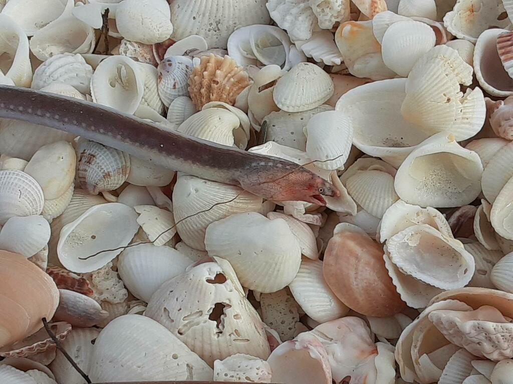 Zweepaal (Bascanichthys scuticaris) — Ophichthidae