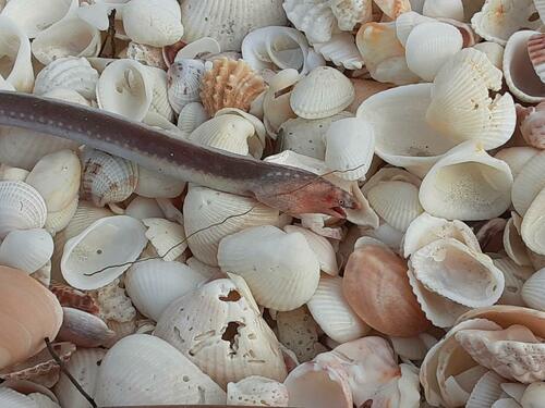 Sooty eel (Bascanichthys scuticaris) — Ophichthidae