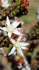 Sedum liebmannianum