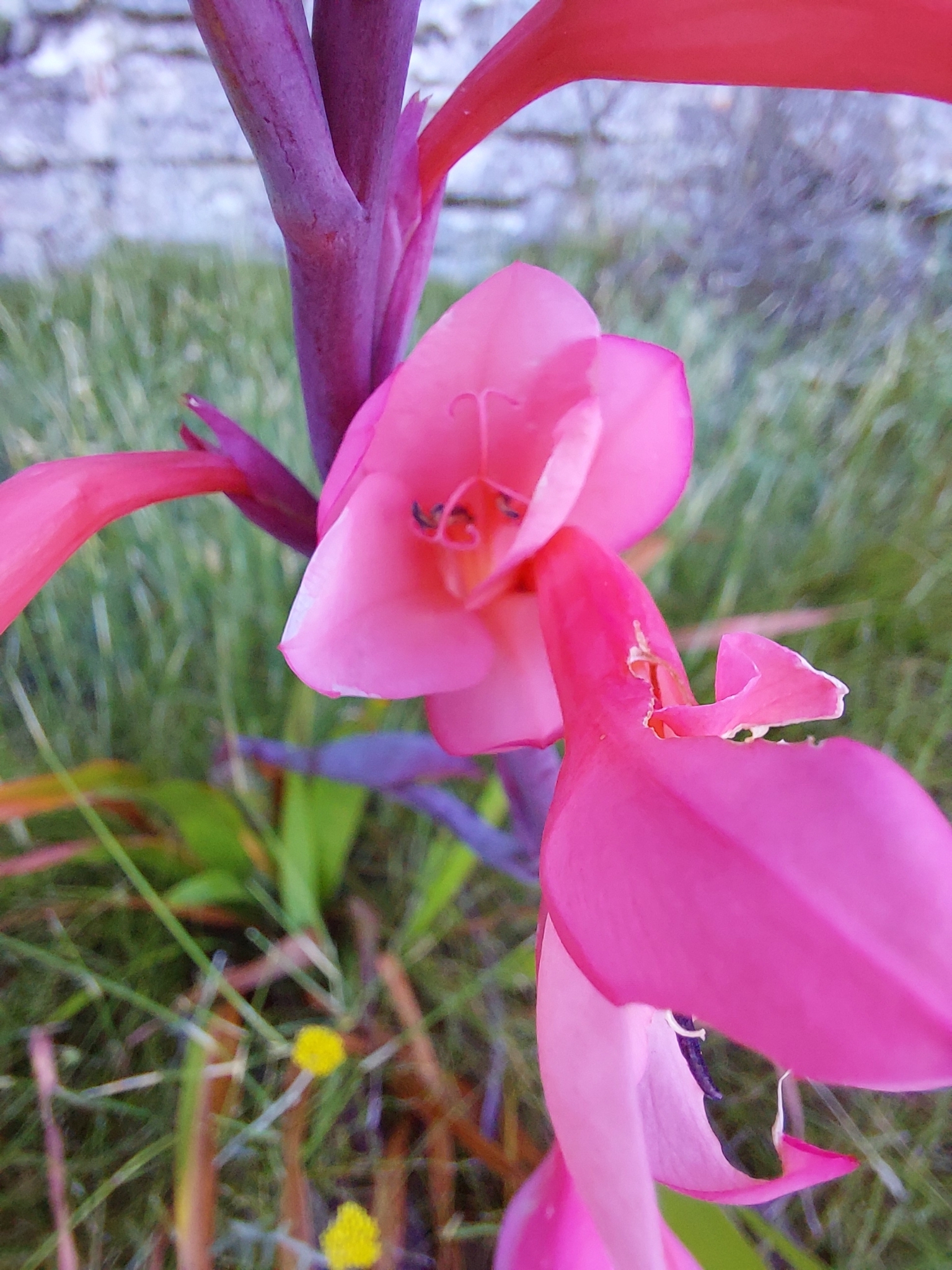 Imagem de Watsonia