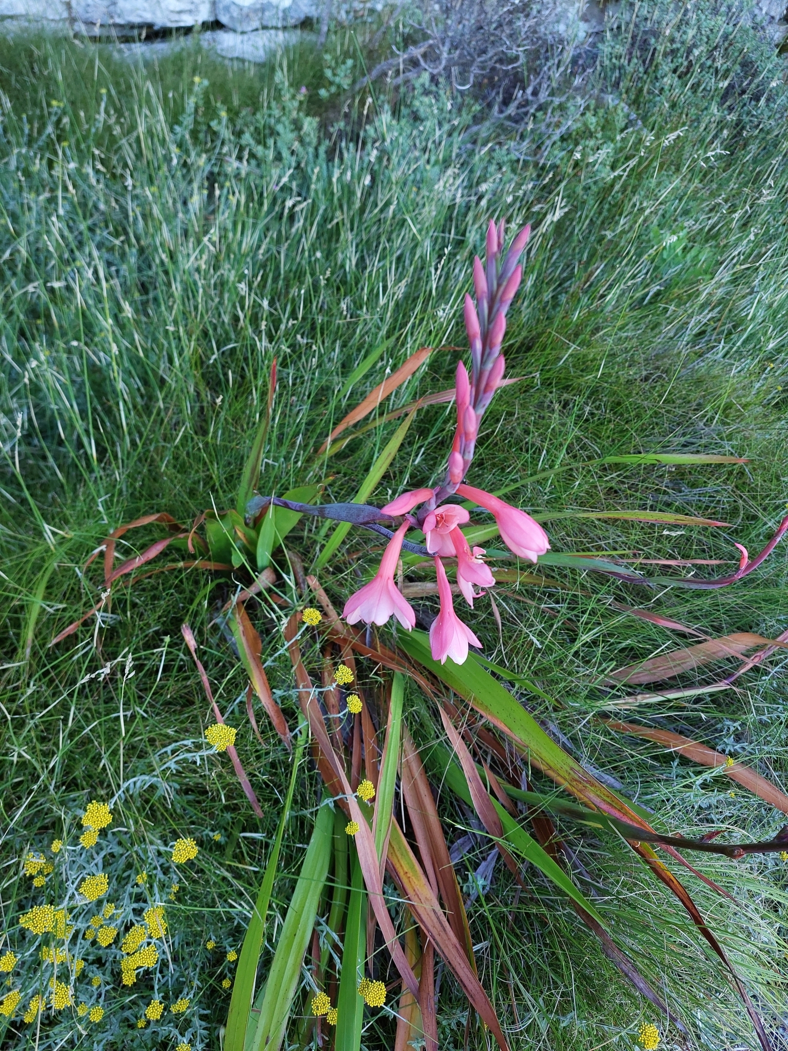 Imagem de Watsonia