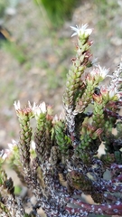Sedum liebmannianum