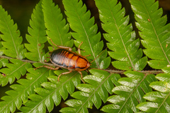 Celatoblatta vulgaris