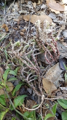 Sedum liebmannianum