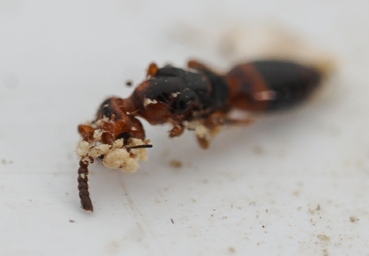 Cerocephala rufus