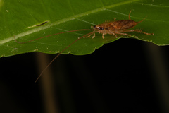 Celatoblatta vulgaris