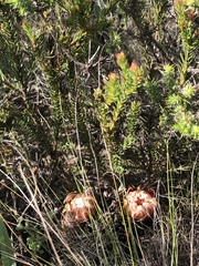 Protea subulifolia
