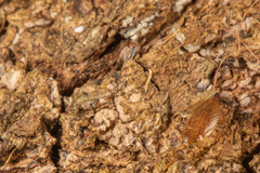 Celatoblatta vulgaris