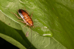 Celatoblatta vulgaris