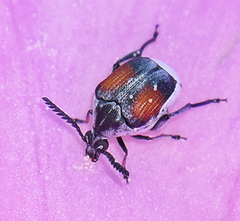 Megacerus discoidus