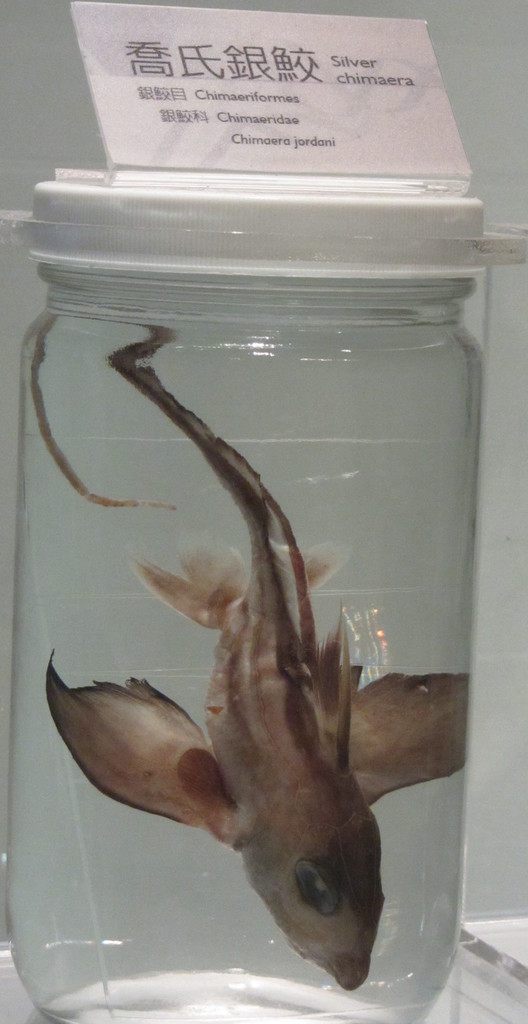Jordan's Chimaera