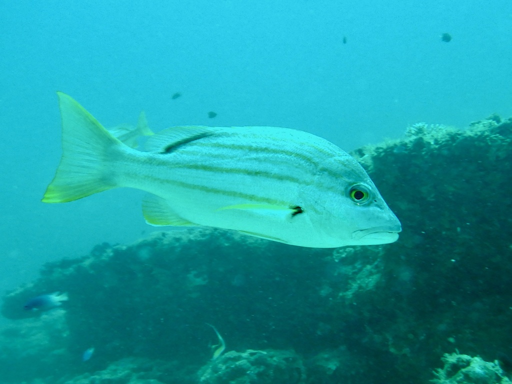 Dusky-striped sea-perch (Lutjanus carponotatus) — Lutjanidae