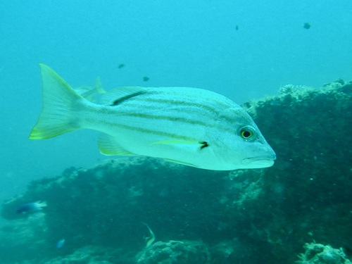 Dusky-striped sea-perch (Lutjanus carponotatus) — Lutjanidae